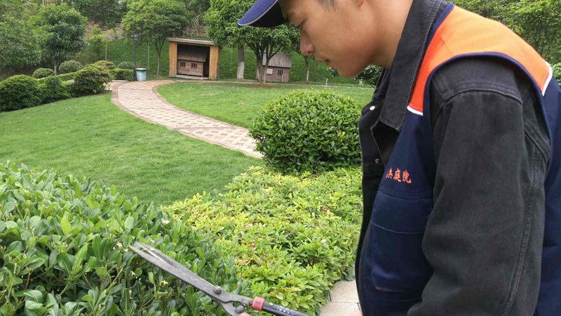 商场花卉租摆：光鲜背后的成本与隐忧