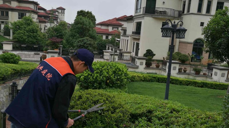 行道树分枝点高度：规范背后的科学考量